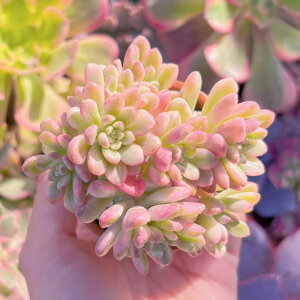 A WCX^bN Q V _ ϗtA CeA O[ GPxA Z_ AGI