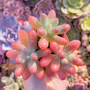 A pgbNX^[(3c) V _ ϗtA CeA O[ GPxA Z_ AGI