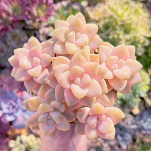 A ǎql(6c) V _ ϗtA CeA O[ GPxA Z_ AGI