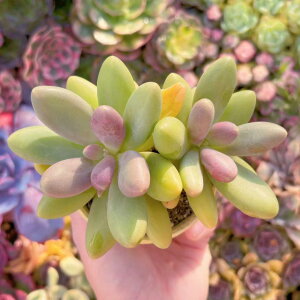 A l Q V _ ϗtA CeA O[ GPxA Z_ AGI