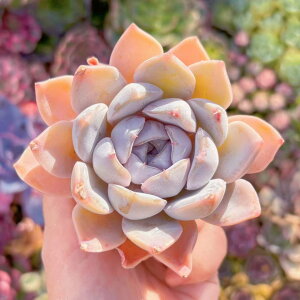 A e V _ ϗtA CeA O[ GPxA Z_ AGI