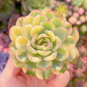 A Xgx[ACX V _ ϗtA CeA O[ GPxA Z_ AGI