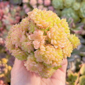 A bht~S Q V _ ϗtA CeA O[ GPxA Z_ AGI