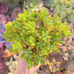 A  V _ ϗtA CeA O[ GPxA Z_ AGI