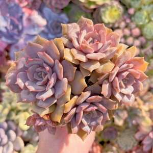 A P4`5 Q ݌ɋ͏ V _ ϗtA CeA O[ GPxA Z_ AGI