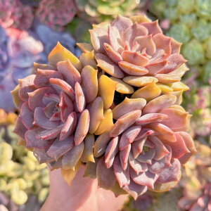 A P3 Q ݌ɋ͏ V _ ϗtA CeA O[ GPxA Z_ AGI