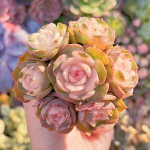 A C^A[Y(7c) V _ ϗtA CeA O[ GPxA Z_ AGI