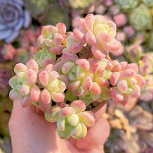 A { Q V _ ϗtA CeA O[ GPxA Z_ AGI