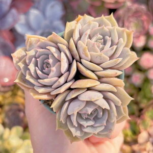 A [3STCY ݌ɋ͏ V _ ϗtA CeA O[ GPxA Z_ AGI