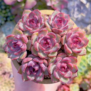 A Black pink(7c) V _ ϗtA CeA O[ GPxA Z_ AGI