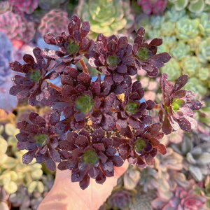 A g@t Q V _ ϗtA CeA O[ GPxA Z_ AGI