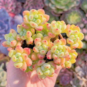 A sNE Q ݌ɋ͏ V _ ϗtA CeA O[ GPxA Z_ AGI