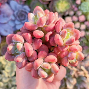 A ԃ}J() Q ݌ɋ͏ V _ ϗtA CeA O[ GPxA Z_ AGI