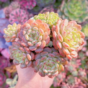 A nj 5ȏQ V _ ϗtA CeA O[ GPxA Z_ AGI