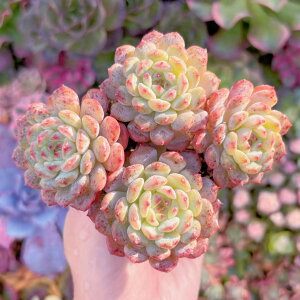 A nj 3~4Q V _ ϗtA CeA O[ GPxA Z_ AGI