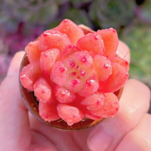 A sNgp[Y V _ ϗtA CeA O[ GPxA Z_ AGI