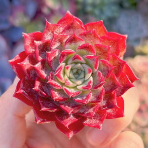 A Gg V _ ϗtA CeA O[ GPxA Z_ AGI