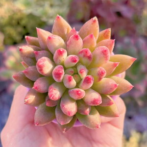 A l(т) V _ ϗtA CeA O[ GPxA Z_ AGI