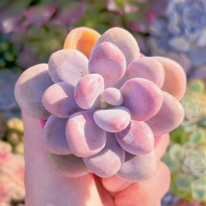 A  V _ ϗtA CeA O[ GPxA Z_ AGI