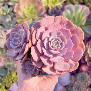 A sN[ Q ݌ɋ͏ V _ ϗtA CeA O[ GPxA Z_ AGI