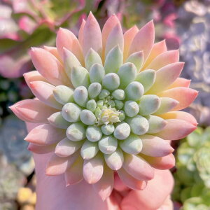 A (悢) ݌ɋ͏ V _ ϗtA CeA O[ GPxA Z_ AGI