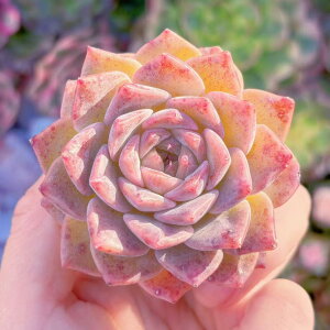 A ʊ V _ ϗtA CeA O[ GPxA Z_ AGI