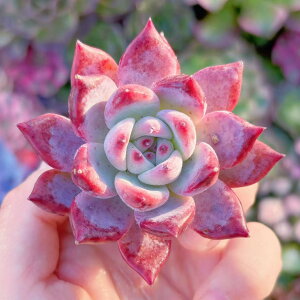 A sN_Ch V _ ϗtA CeA O[ GPxA Z_ AGI