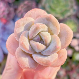 A V[N[ V _ ϗtA CeA O[ GPxA Z_ AGI