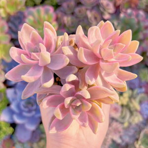 A WH(3~4Q) ݌ɋ͏ V _ ϗtA CeA O[ GPxA Z_ AGI