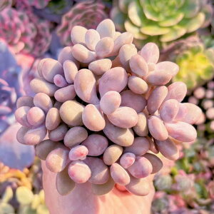 A X̂܂(8) V _ ϗtA CeA O[ GPxA Z_ AGI