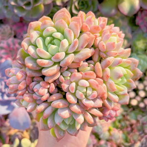 A vtFxE Q V _ ϗtA CeA O[ GPxA Z_ AGI