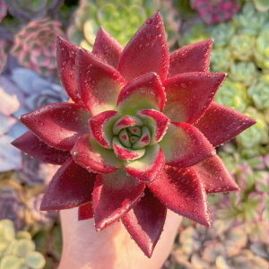 A Red Devil V _ ϗtA CeA O[ GPxA Z_ AGI