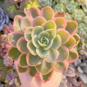 A sNx V _ ϗtA CeA O[ GPxA Z_ AGI