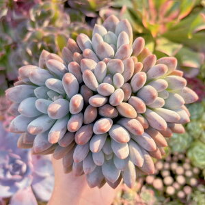 A sp Q V _ ϗtA CeA O[ GPxA Z_ AGI