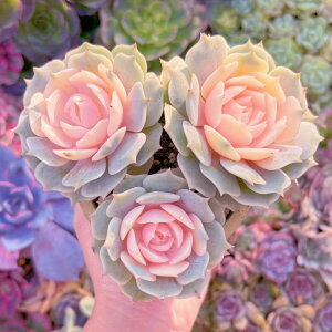 A [ 3Q V _ ϗtA CeA O[ GPxA Z_ AGI