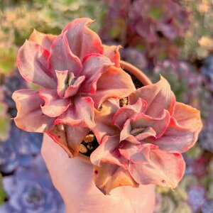 A ËՋ Q ݌ɋ͏ V _ ϗtA CeA O[ GPxA Z_ AGI