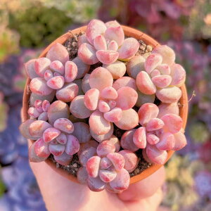 A PachyphytumԐ(7c) ݌ɋ͏ V _ ϗtA CeA O[ GPxA Z_ AGI