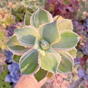 A IUo c V _ ϗtA CeA O[ GPxA Z_ AGI