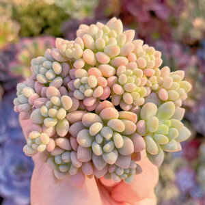 A RR(12) V _ ϗtA CeA O[ GPxA Z_ AGI