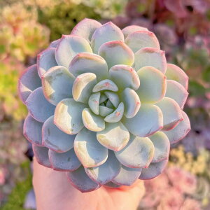 A ᒃ V _ ϗtA CeA O[ GPxA Z_ AGI