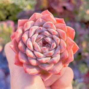 A X V _ ϗtA CeA O[ GPxA Z_ AGI