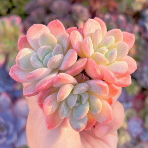 A 䕑啟 Q V _ ϗtA CeA O[ GPxA Z_ AGI