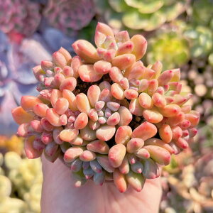 A Vi g(ׂɂ) Q V _ ϗtA CeA O[ GPxA Z_ AGI