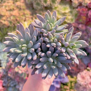 A ʐ(񂳂) Q ݌ɋ͏ V _ ϗtA CeA O[ GPxA Z_ AGI