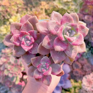 A tHAO(3) ݌ɋ͏ V _ ϗtA CeA O[ GPxA Z_ AGI