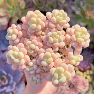 A ۗtXgx[~N Q V _ ϗtA CeA O[ GPxA Z_ AGI