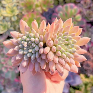 A (悢) Q ݌ɋ͏ V _ ϗtA CeA O[ GPxA Z_ AGI