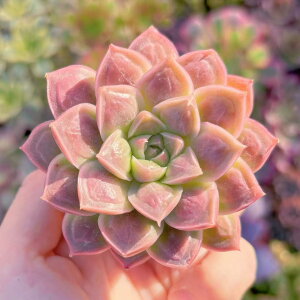 A hN^[XgW V _ ϗtA CeA O[ GPxA Z_ AGI