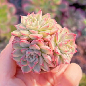 A Maibina Variegated Q V _ ϗtA CeA O[ GPxA Z_ AGI