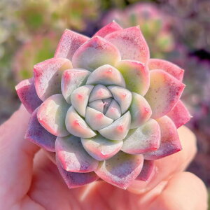 A @ V _ ϗtA CeA O[ GPxA Z_ AGI